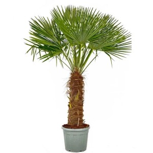 Chinesische Fächerpalme (Trachycarpus fortunei), 240cm, im Topf. Winterharte, exotische Gartenpflanze.