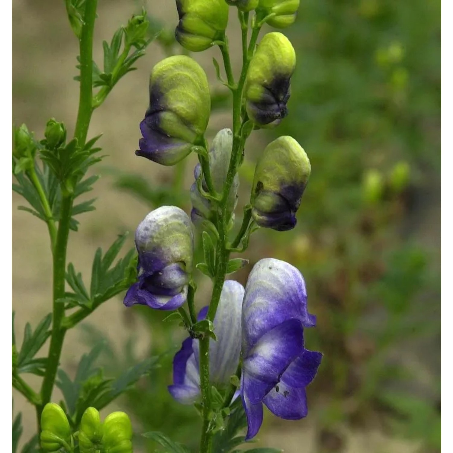 Herbsteisenhut Cloudy - Aconitum carmichaelii