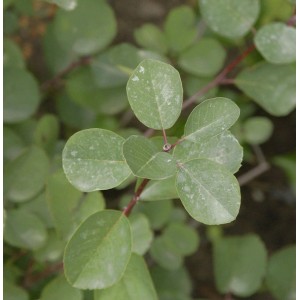Nahaufnahme der grünen Blätter einer Felsenbirne Helvetica (Amelanchier rotundifolia).