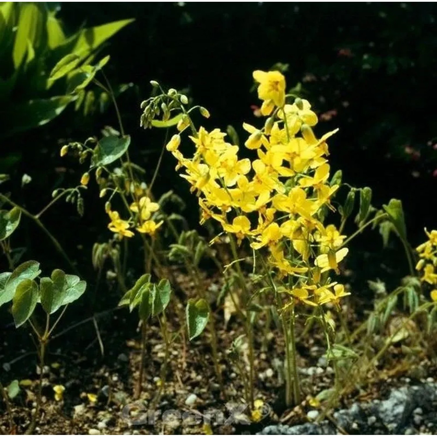 Elfenblume Nachfolger - Epimedium perralchicum