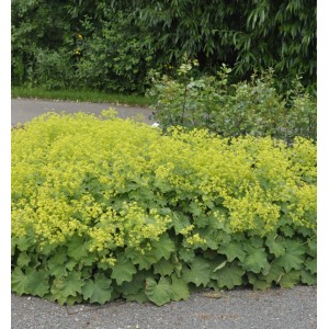 Blühender Frauenmantel (Alchemilla mollis) mit gelb-grünen Blüten im Garten.