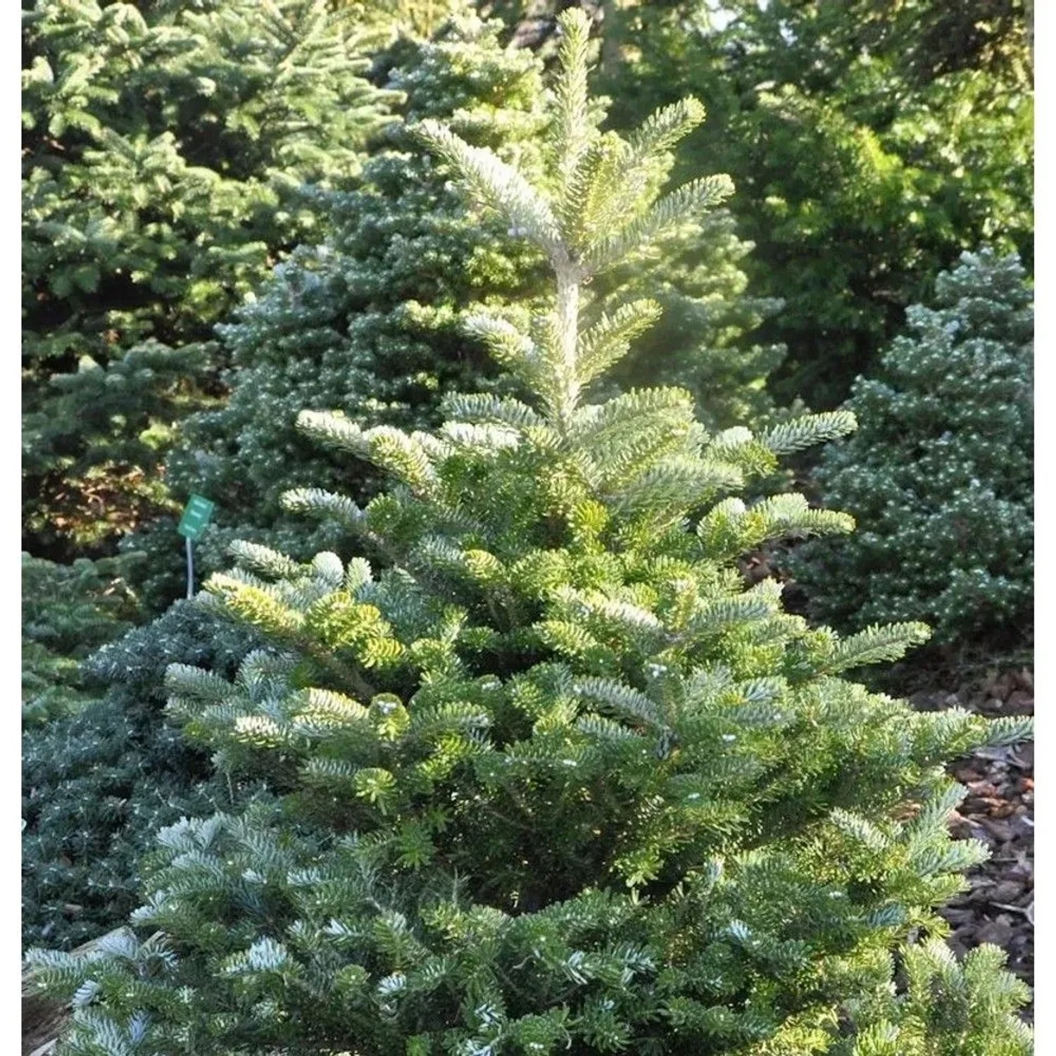 Koreatanne Sämling 40-50cm - Abies koreana
