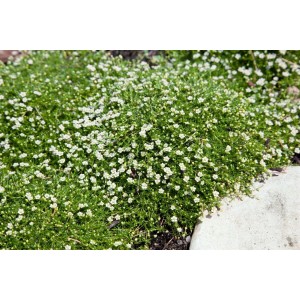 Immergrünes Sternmoos (Sagina subulata) mit kleinen, weißen Blüten als Bodendecker.
