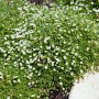Immergrünes Sternmoos (Sagina subulata) mit kleinen, weißen Blüten als Bodendecker.