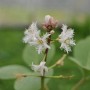 Fieberklee (Menyanthes trifoliata) im 9x9 cm Topf mit weißen Blüten.