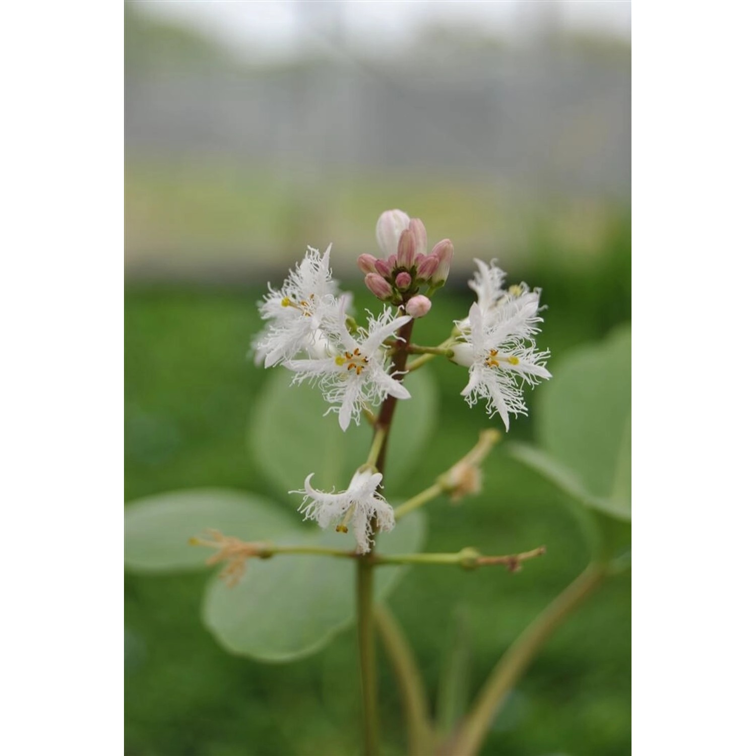 Menyanthes Trifoliata Fieberklee Ca. 9x9 cm Topf günstig online kaufen