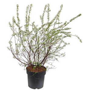 Brautspiere (Spiraea arguta) im Topf, ca. 50-60 cm hoch, mit weißen Blüten.