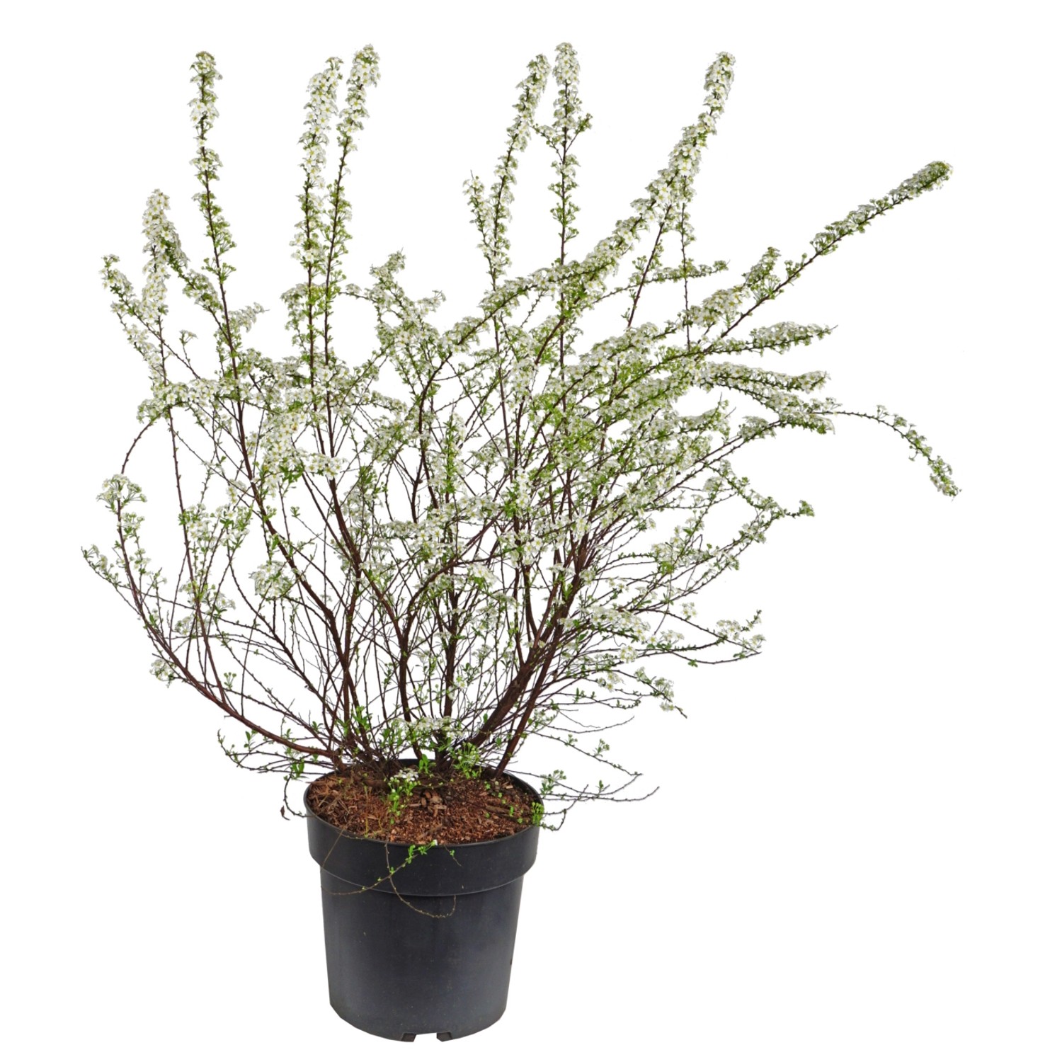 Brautspiere Höhe ca. 50-60 cm Topf ca. 4,5 l Spiraea arguta günstig online kaufen