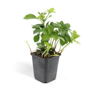 Exotenherz Bodendecker Schattengrün im 9cm Topf, 12 Pflanzen. Immergrüner Bodendecker für schattige Standorte.