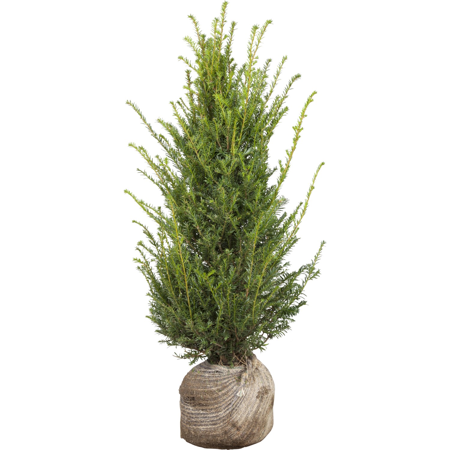 Eibe Set à 70 Stück Höhe ca. 80 - 100 cm Ballenware Taxus baccata günstig online kaufen