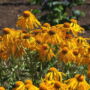 6 x Sonnenbraut Helenium hoopesii Topf 9cm Schmetterlingspflanze