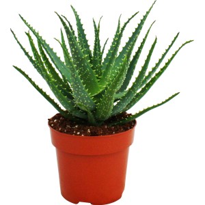 Aloe Arborescens im Topf, ca. 19 cm Ø, grüne Sukkulente mit weißen Punkten und Stacheln.