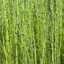 Grüner Teichschachtelhalm (Equisetum japonicum) im Topf, eine dekorative Teichpflanze für den Gartenteich.