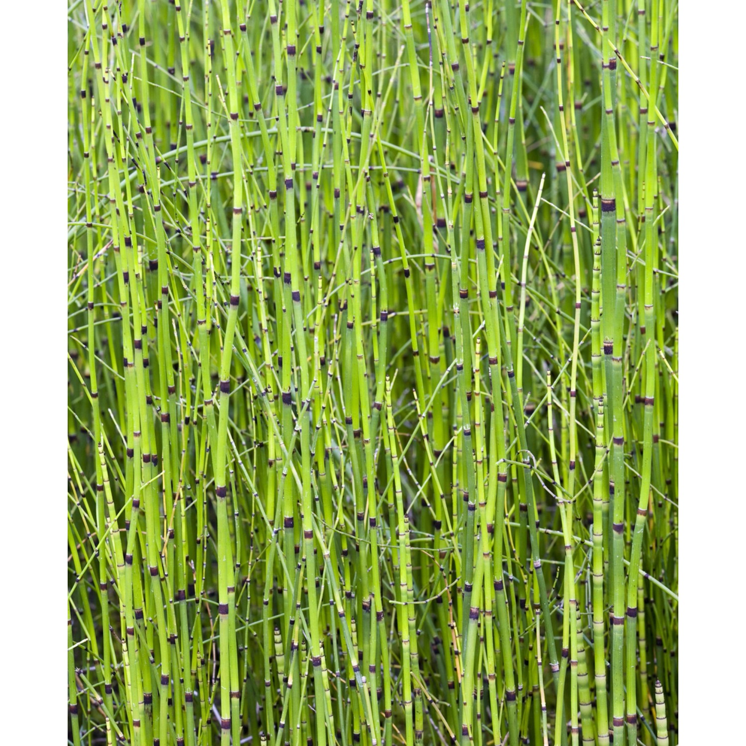 Grüner Teichschachtelhalm (Equisetum japonicum) im Topf, eine dekorative Teichpflanze für den Gartenteich.