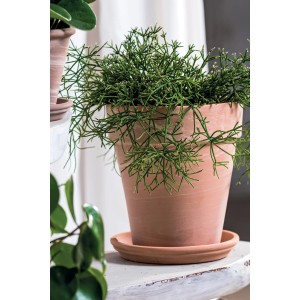 Deroma Pflanztopf Alto Duo, Ø 22 cm, weiß gestreift, mit grüner Pflanze im Terrakottatopf.