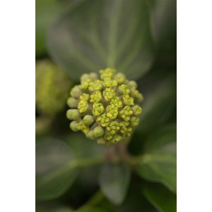 Nahaufnahme der Blüte des Hedera Helix Arborescens Efeu, ein immergrüner Strauch.