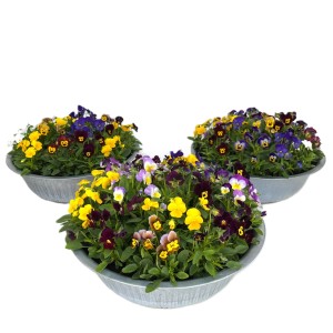 Horn-Veilchen im Zinktopf, 3-fach sortiert, verschiedene Farben.