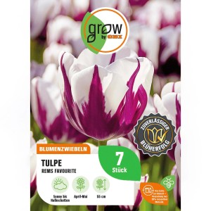 7er Pack Tulpe Rems Favourite, lila-weiße Triumph-Tulpe für Beet und Kübel.