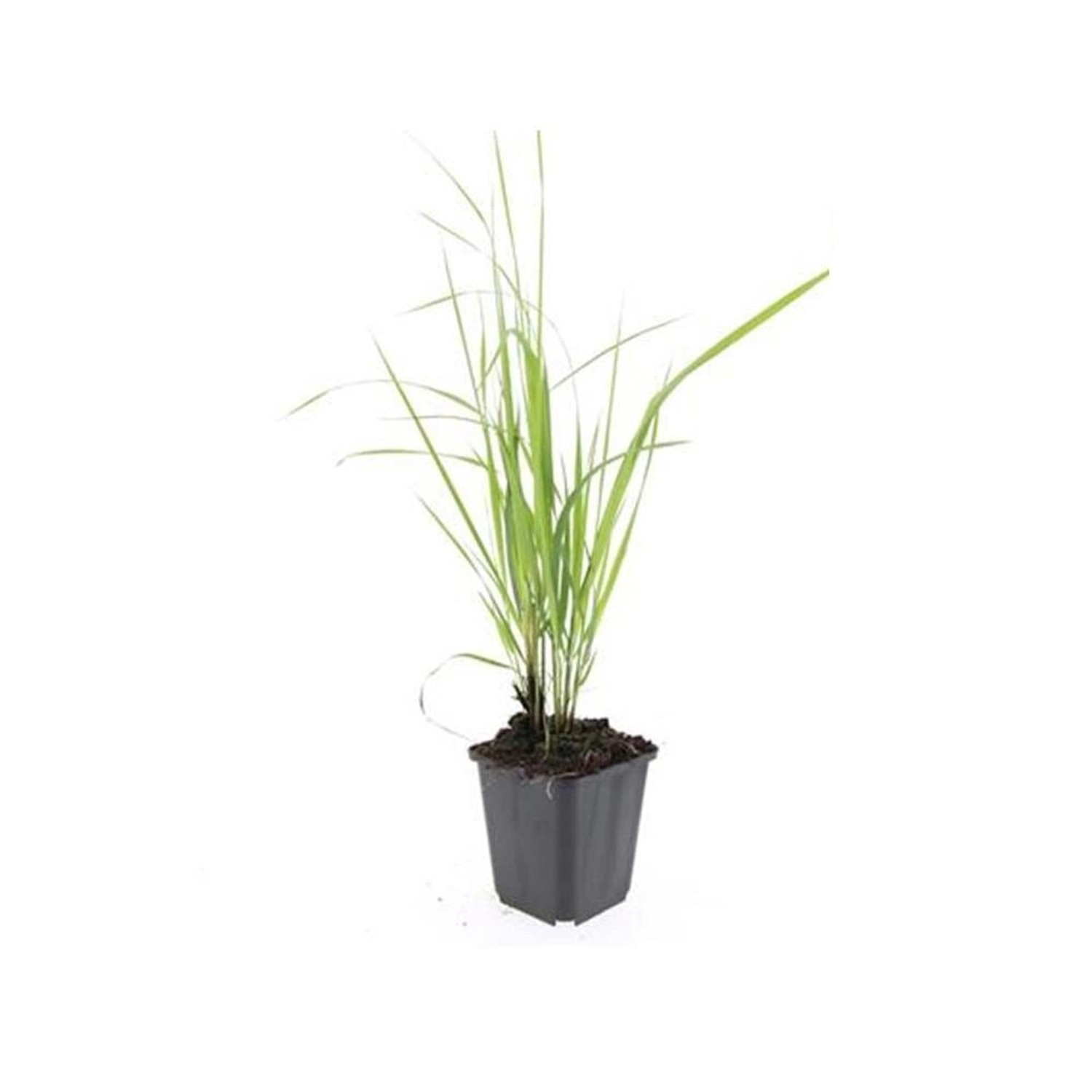 Exotenherz Ziergras Reitgras Calamagrostis Acutiflora Karl Foerster 9cm Top günstig online kaufen