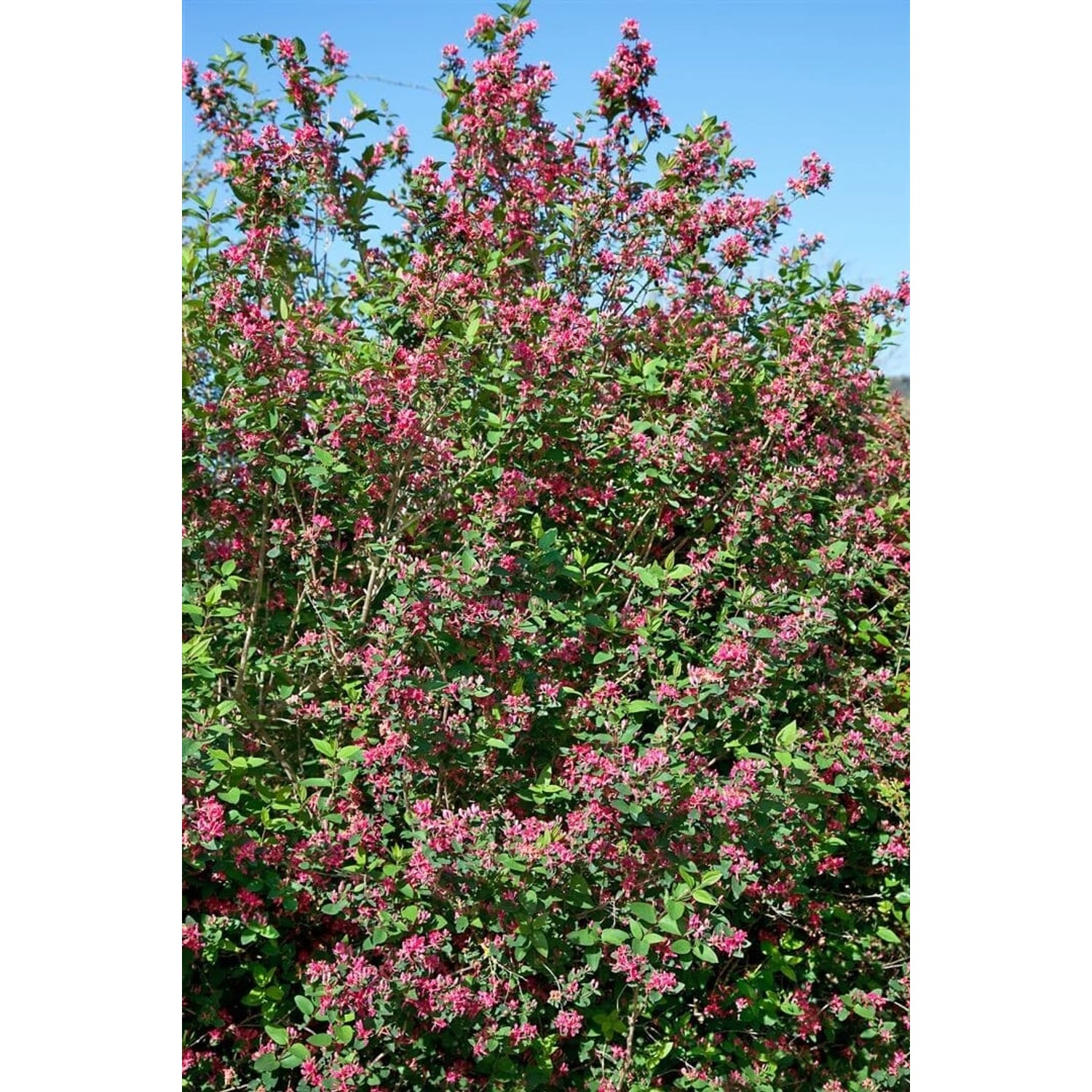Lonicera Tatarica Hacks Red Tatarische Heckenkirsche Rot 60–100 cm günstig online kaufen
