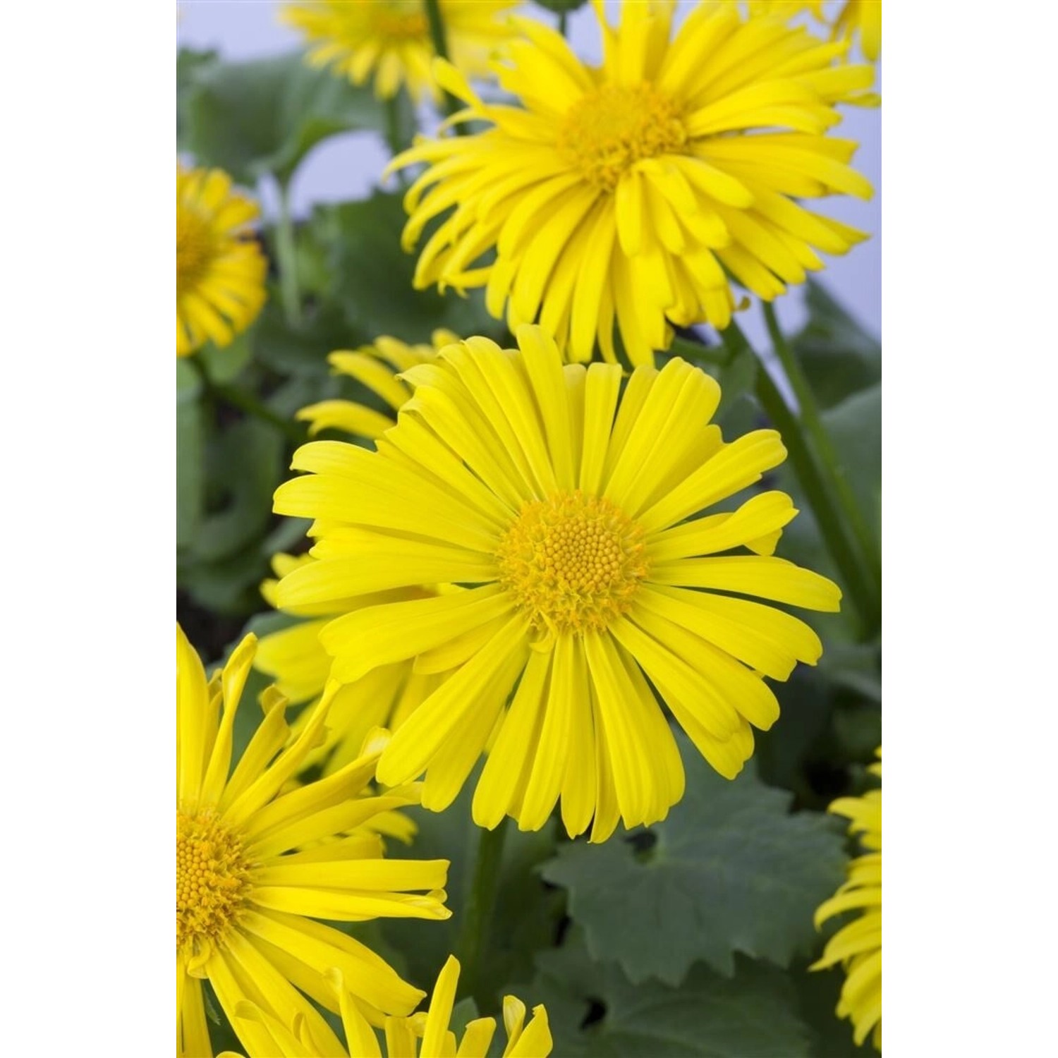 Doronicum Orientale Magnificum Gemswurz Ca. 9x9 cm Topf günstig online kaufen