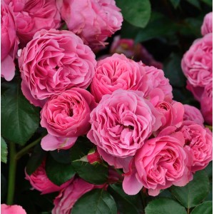 Nahaufnahme der rosa Hochstamm Rose Leonardo da Vinci mit üppigen Blüten.