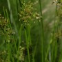 Flatterbinse - Juncus effusus