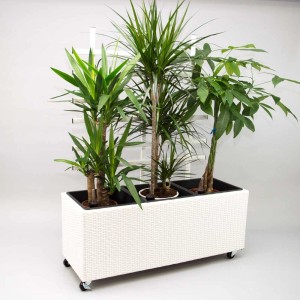 Weißer Polyrattan Pflanzkübel mit Rankgitter, rechteckig, mit Pflanzen, 82x30x100cm.