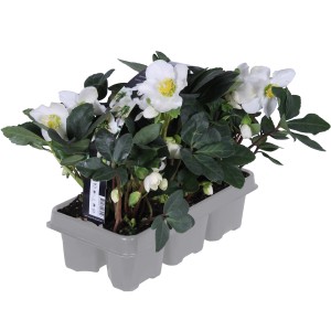 6er Set Christrose Christmas Carol, weiße Blüten, 10-20 cm hoch.