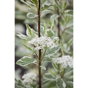 Weißer Hartriegel 'Elegantissima' mit weißen Blüten und grün-weiß panaschierten Blättern.