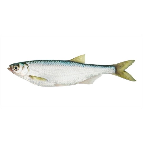 Fische kaufen bei OBI