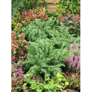 Japanischer Kriechwacholder 'Slager' als Bodendecker im Garten, immergrün und pflegeleicht.