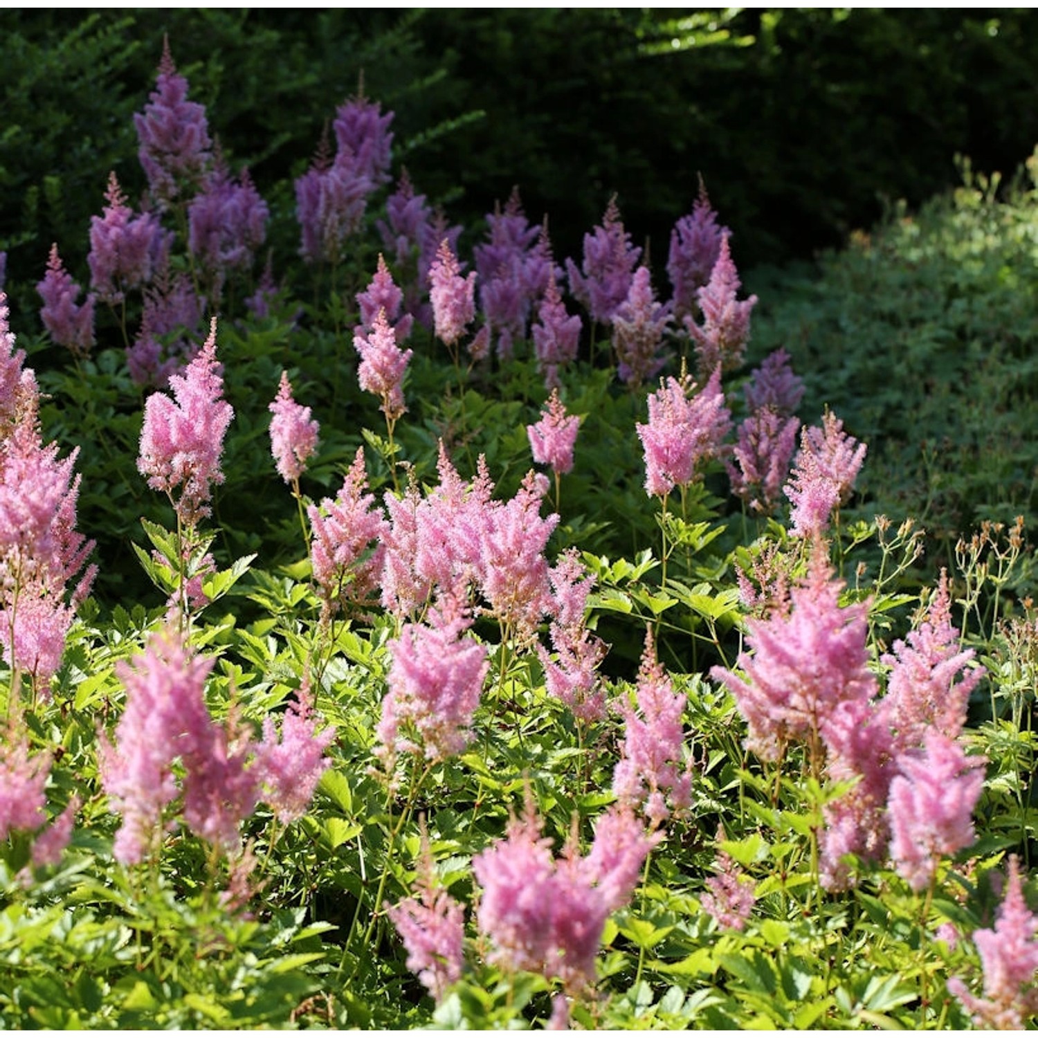 Prachtspiere Visions in Pink - Astilbe arendsii günstig online kaufen