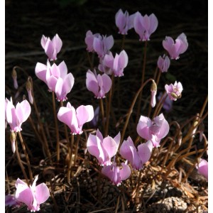 Nahaufnahme von rosa Herbst Alpenveilchen (Cyclamen hederifolium) im Garten.