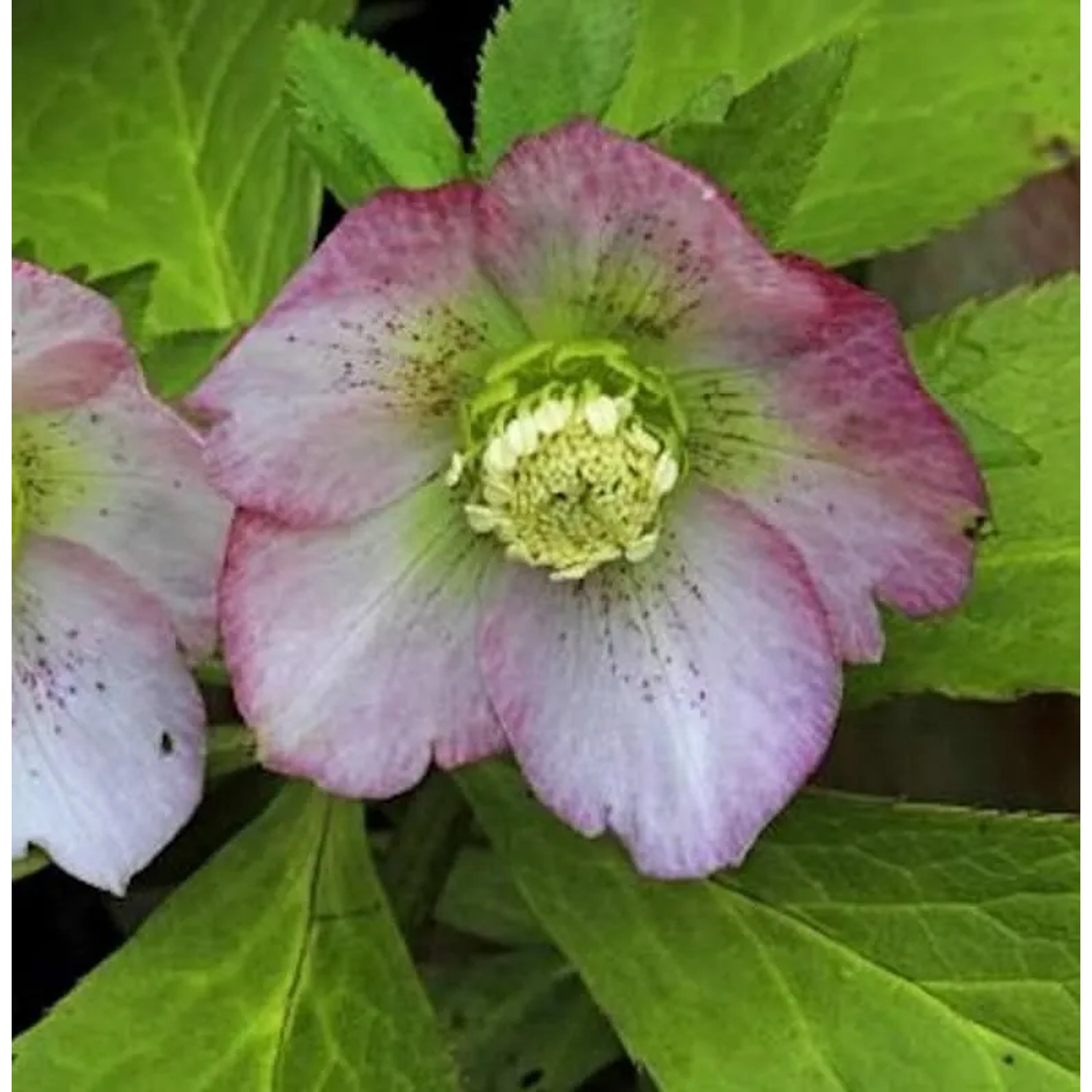 Christrose Lenzrose Pink Lady - Helleborus orientalis