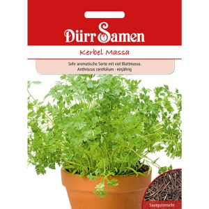 Dürr Samen Kerbel Massa im Topf: Aromatische Kräutersamen für Garten und Küche.