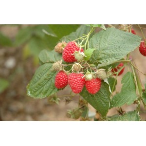 Nahaufnahme: Reife, rote Himbeeren der Sorte Rubus Idaeus Glen Ample an einem Strauch mit grünen Blättern.