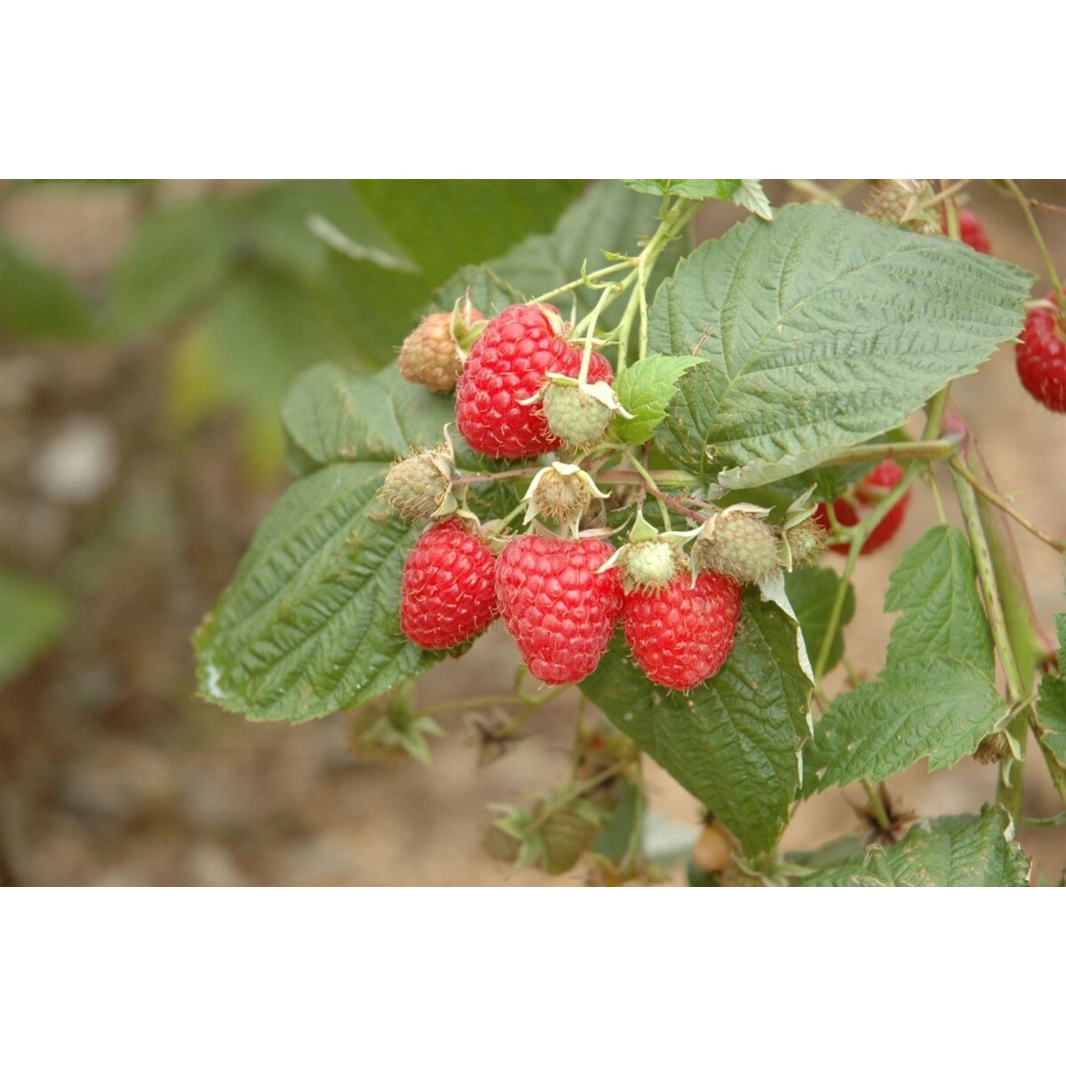 Rubus Idaeus Glen Ample Himbeere 40–50 Cm günstig online kaufen