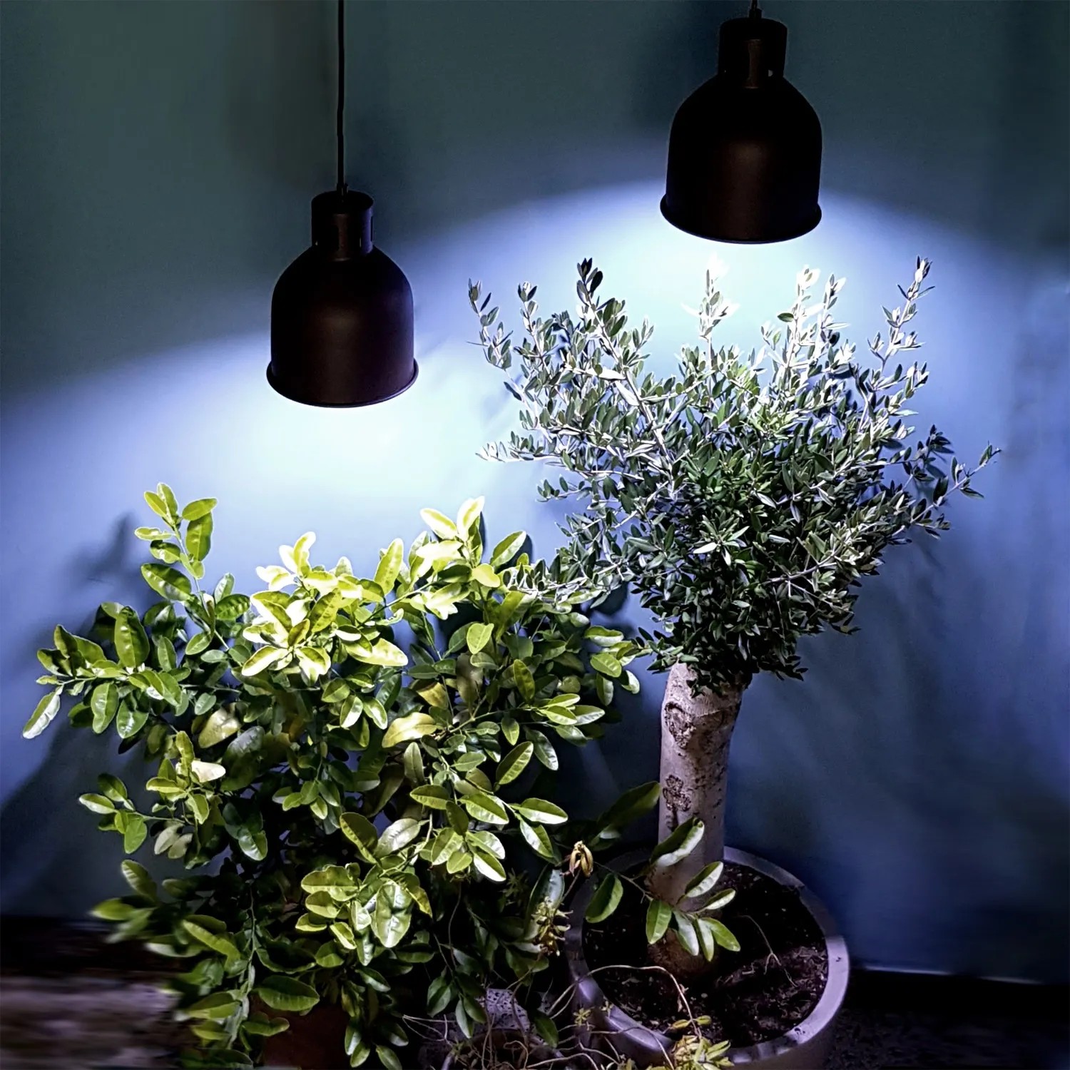 Parus LED-Pflanzenlampe Winter 7W E27 beleuchtet Pflanzen für die Überwinterung.