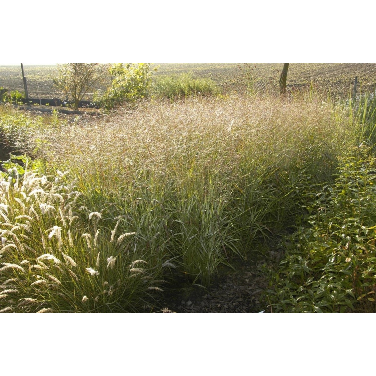 Panicum Virgatum Shenandoah Rutenhirse Rot-Grün Ca. 9x9 cm Topf günstig online kaufen