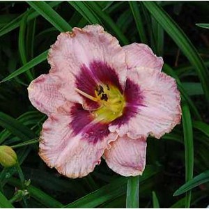 Nahaufnahme der Taglilie 'Daring Deception' mit rosa-lila Blüte und gelbem Zentrum.
