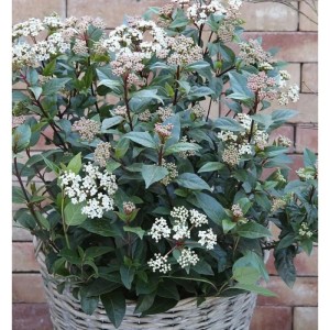 Mittelmeer Schneeball 'Eve Price' (Viburnum tinus) im Korb, mit weißen Blüten und grünen Blättern.