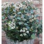 Mittelmeer Schneeball 'Eve Price' (Viburnum tinus) im Korb, mit weißen Blüten und grünen Blättern.