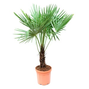 Hanfpalme (Trachycarpus fortunei) im Topf, ca. 100 cm hoch, grüne Blätter.