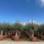 Sunny-Tree Olea Europea Winterharte Verzweigter Olivenbaum 180 cm im Decotopf 45 Jahre alt_4