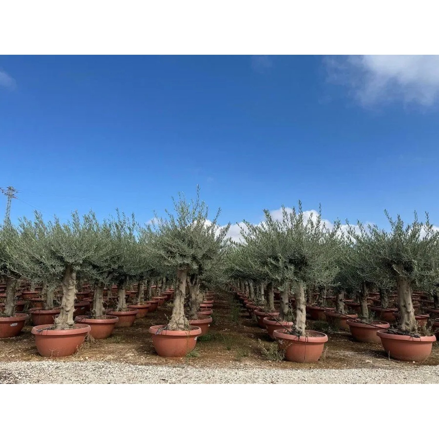 Sunny-Tree Olea Europea Winterharte Verzweigter Olivenbaum 180 cm im Decotopf 45 Jahre alt_4