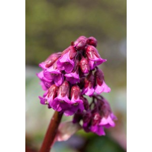 Nahaufnahme der rosa Blüten der Bergenia Cordifolia Admiral Herzblatt Bergenie.