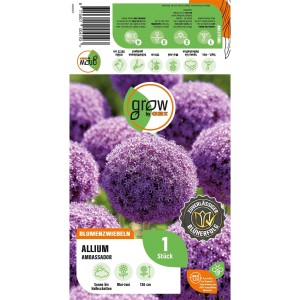Verpackung GROW by OBI Zierlauch Ambassador. Purpurfarbene Allium Blumenzwiebel, 130 cm hoch.