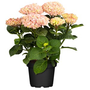 Rosa Bauernhortensie 'Magical Jewel' im Topf, ca. 30 cm hoch. Blütenfarbe wechselt saisonal.