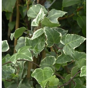 Efeu Glacier 125-150cm - Hedera helix